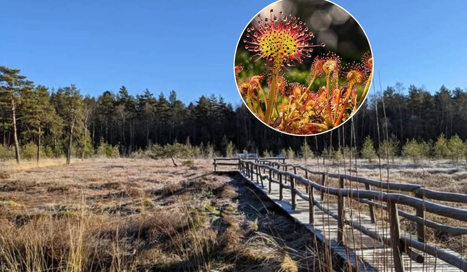 Nur zwei Stunden von Wien entfernt, in einem 30 Hektar großen Biotop, bietet dieses 10.000 Jahre Naturparadies ein geschütztes Moor mit Hängebrücke und fleischfressende Pflanzen.
