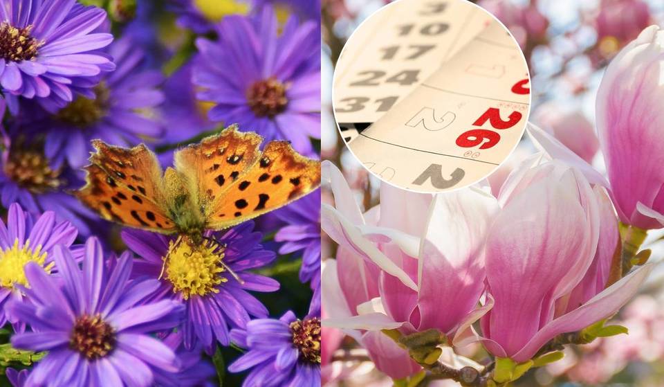 Wiener Blütekalender: Was blüht wann in der Stadt? Von Kirschblüten bis Flieder im Volksgarten