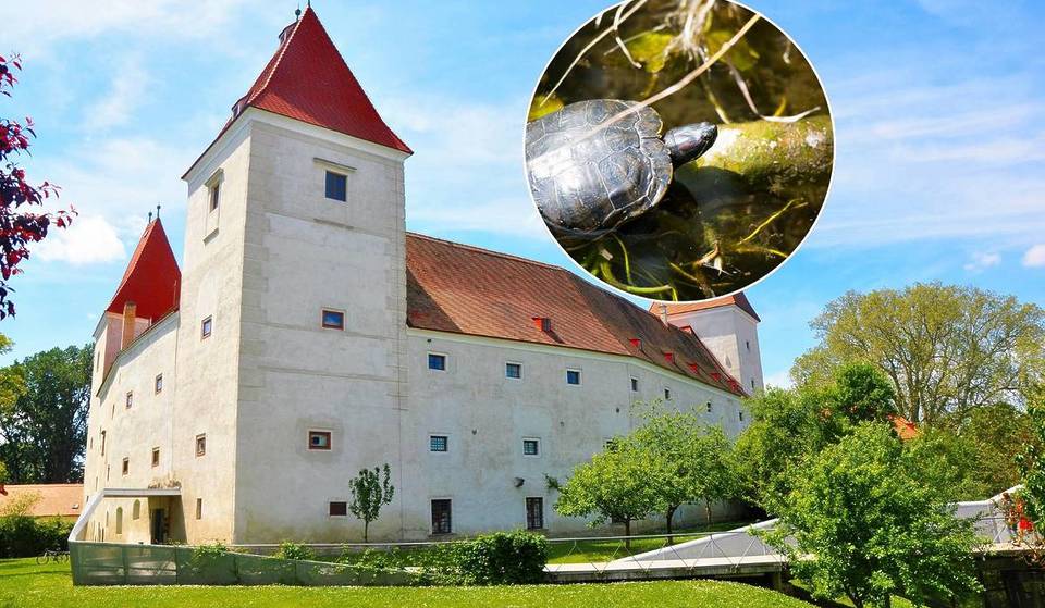Nur 50 Minuten von Wien zu einer Wasserburg, einer der größten Renaissance-Bauten Niederösterreichs, inklusive Schlossinsel, Unterwasserwelt, Tierpark mit Schlangen, Schildkröten und mehr
