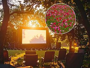 Just 1.5 hours from Vienna: Experience 3 movie nights under the starry sky in June in a hidden Waldviertel community dedicated entirely to poppy blossoms