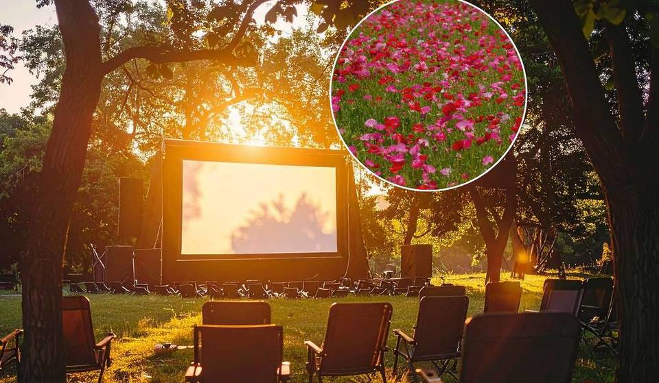 Nur 1,5 Stunden von Wien: Erlebt 3 Filmabende unter dem Sternenhimmel im Juni in einer versteckten Waldviertler Gemeinde, die sich ganz der Mohnblüte verschrieben hat