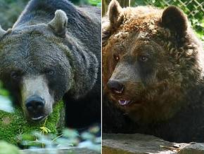 1.5 hours from Vienna, 5 rescued brown bears live on 24,000 square meters in the Waldviertel region. Learn everything about visits, guided tours, and the animals