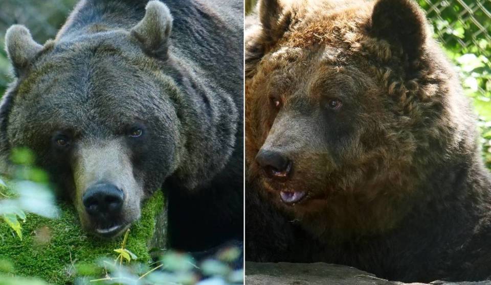 1.5 hours from Vienna, 5 rescued brown bears live on 24,000 square meters in the Waldviertel region. Learn everything about visits, guided tours, and the animals