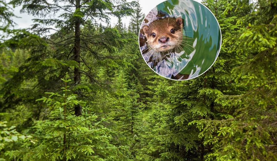 Nur 2 Stunden von Wien zu 300 Hektar großer Moorlandschaft samt Otter, vom Aussterben bedrohte Schildkröten und Naturschutzzentrum mit Wanderrouten für die ganze Familie
