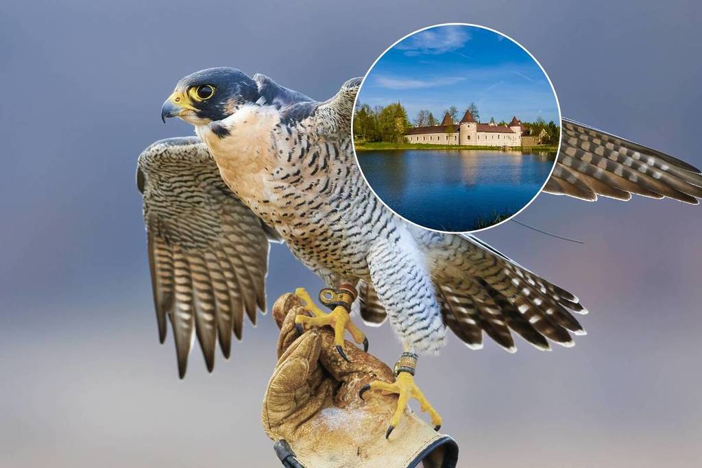 A falcon on a hand and Waldreichs Castle