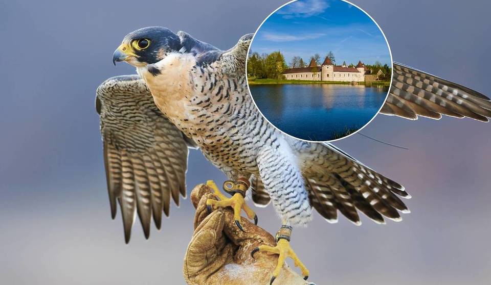 Rund 80 Minuten von Wien entfernt: Erlebe über 20 seltene Greifvogelarten hautnah in dieser 750 Jahre alten mittelalterlichen Ruine mit Museum und Musikevents an den idyllischen Kampseen