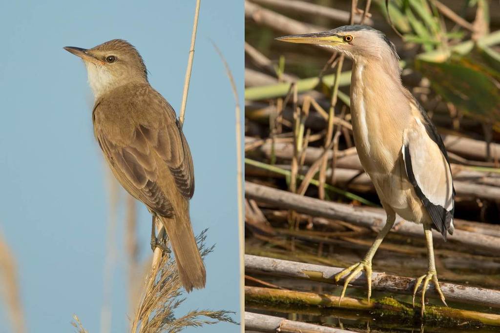 Bedrohte Vogelarten im Wienerbergteich