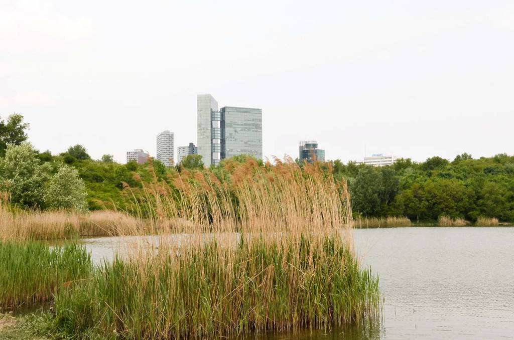Schilf im Wienerbergteich