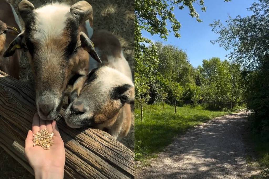 Just 25 minutes from Vienna: a green zoo alternative for the whole family. Over 15,000 square meters of pure nature with alpacas, pigs, and more