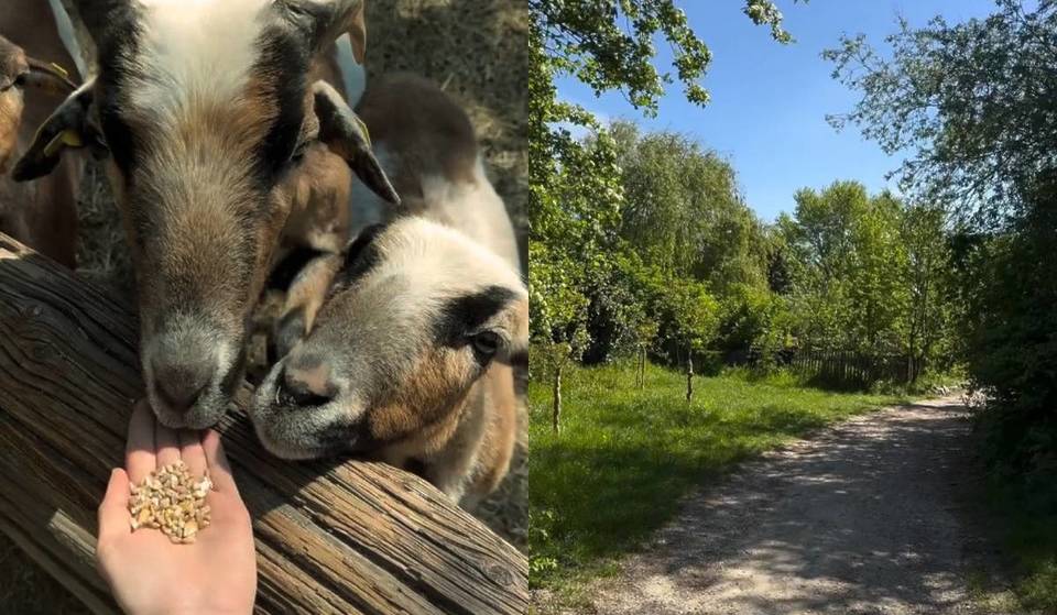 Nur 25 Minuten von Wien entfernt zu grüner Zoo-Alternative für die ganze Familie: Über 15.000 Quadratmetern Natur pur mit Alpakas, Schweinen und mehr