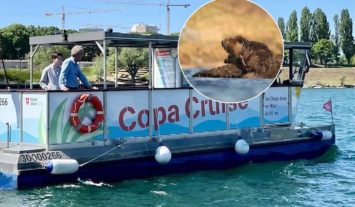 Island hopping with Vienna’s smartest public transit option for just 3 euros: This boat takes you across the Danube without traffic jams, where you might even spot beavers or kingfishers