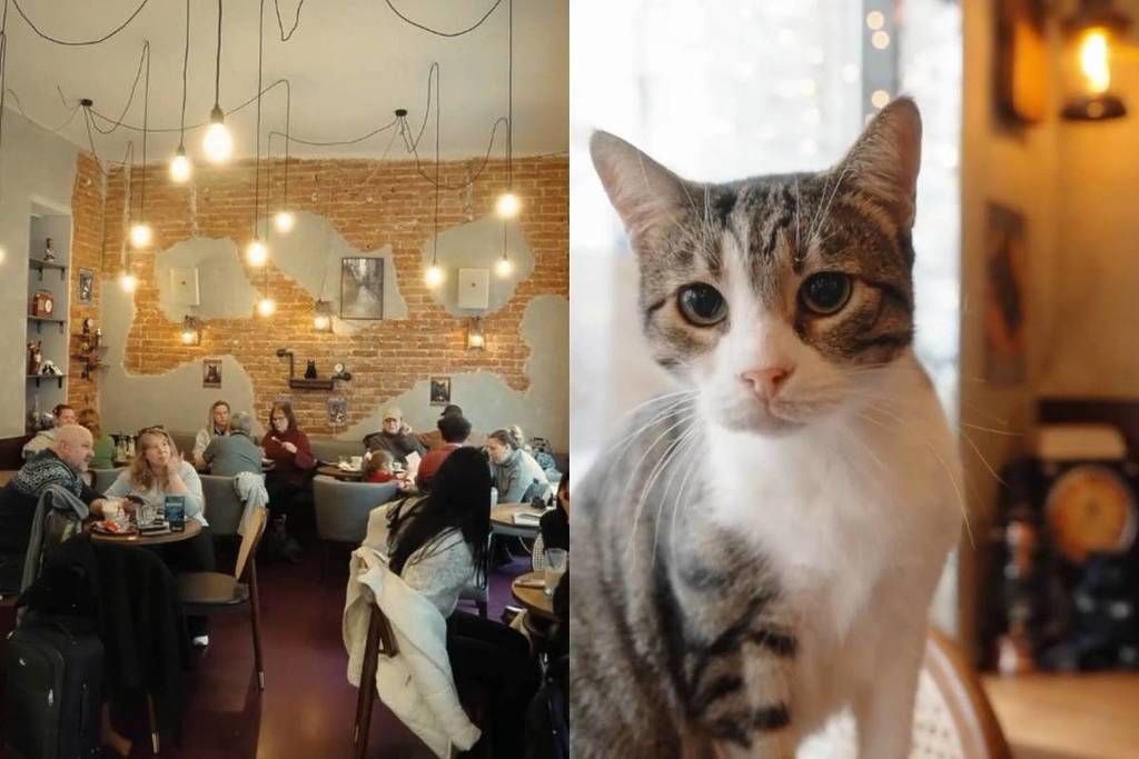 Right in the heart of Vienna, at this unique café: cuddle with 9 rescued stray cats and decorate your coffee with your own homemade photos