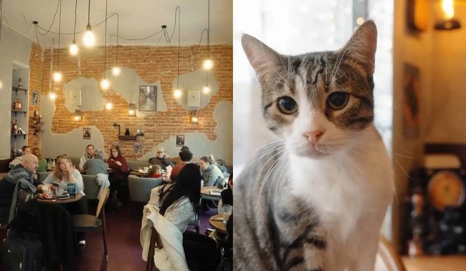 Mitten in Wien zu diesem einzigartigen Café: Kuschele mit 9 geretteten Straßenkatzen und verziere den Kaffee mit deinen selbstgemachten Fotos
