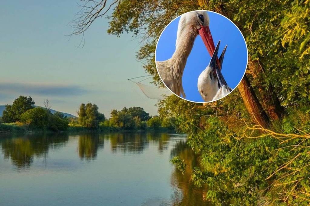 Just 45 minutes from Vienna to Central Europe’s largest tree-nesting area: Observe rare white-tailed eagles, free-roaming wild horses, and hundreds of storks in the 1,100-hectare floodplain forest