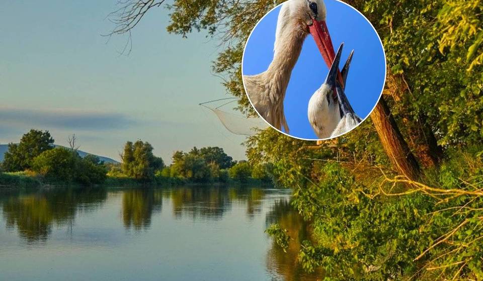 Nur 45 Minuten von Wien zum größten Baumbrüter-Revier Mitteleuropas: Beobachtet seltene Seeadler, frei laufende Wildpferde und hunderte Störche im 1.100 Hektar Auwaldgelände