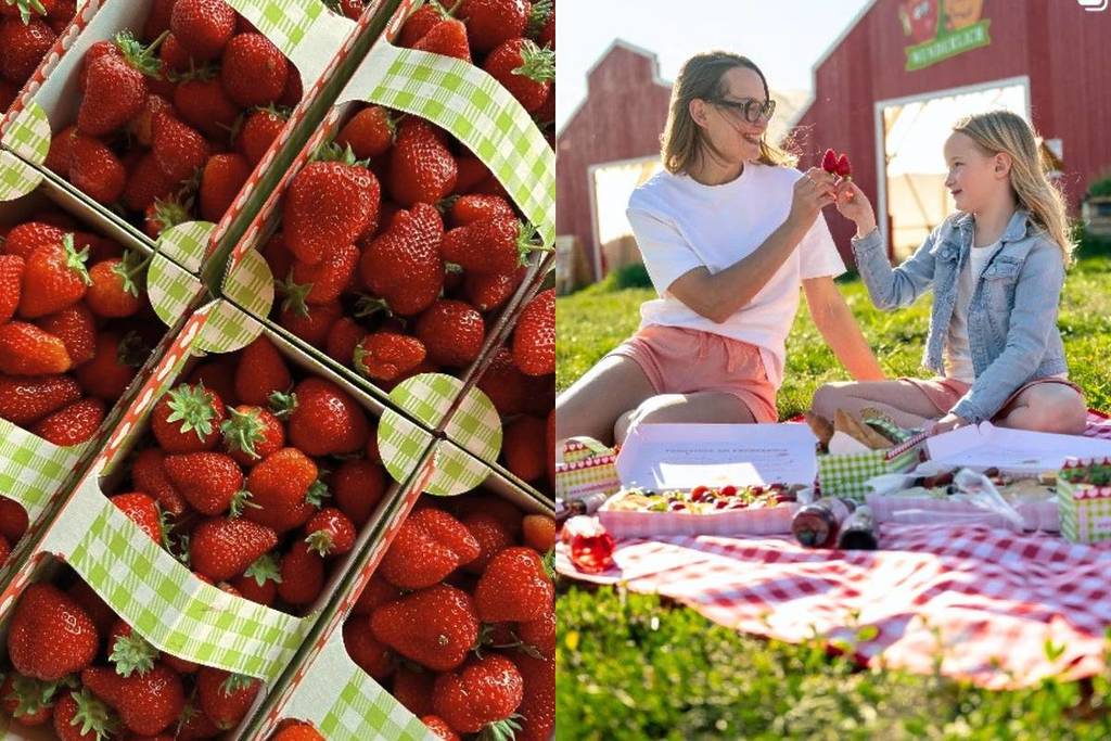 Just 25 minutes outside Vienna, 5,000 square meters of strawberry fields await you, complete with a strawberry farm for breakfast, pick-your-own, or fresh produce—but hurry, this unique opportunity will only last a very short time