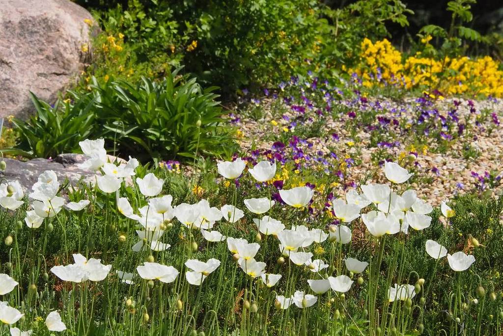 Right in the heart of Vienna, discover a 150-year-old oasis: Find out where 4,000 rare mountain plants are currently blooming in the middle of the city