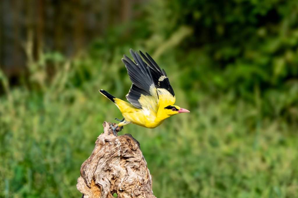 Der Pirol im Harrachpark