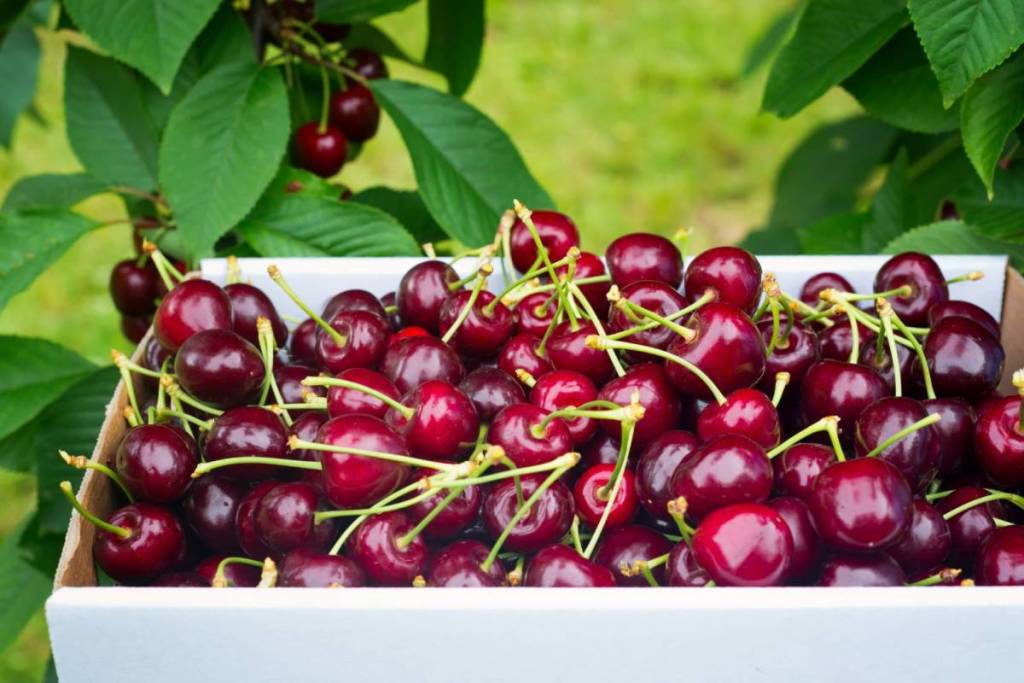 Crisp fruit straight from the tree: Just 2 hours from Vienna to a sweet fruit paradise for pick-your-own—open to the public for the first time, for just a few weeks this summer