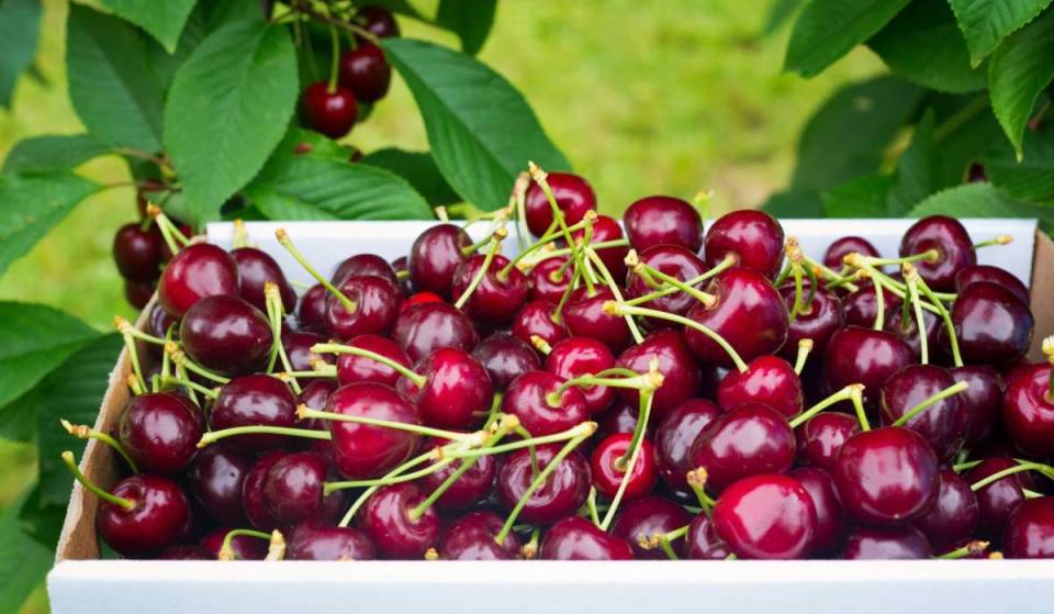 Crisp fruit straight from the tree: Just 2 hours from Vienna to a sweet fruit paradise for pick-your-own—open to the public for the first time, for just a few weeks this summer