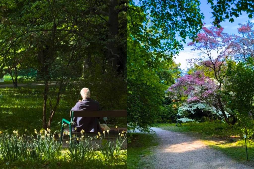 „Es ist wie bei Studio Ghibli“- Erfahre alles über diesen unterschätzten Dschungel mitten in Wien, wo ihr im Sommer Abkühlung in einen riesigen Bambushain findet