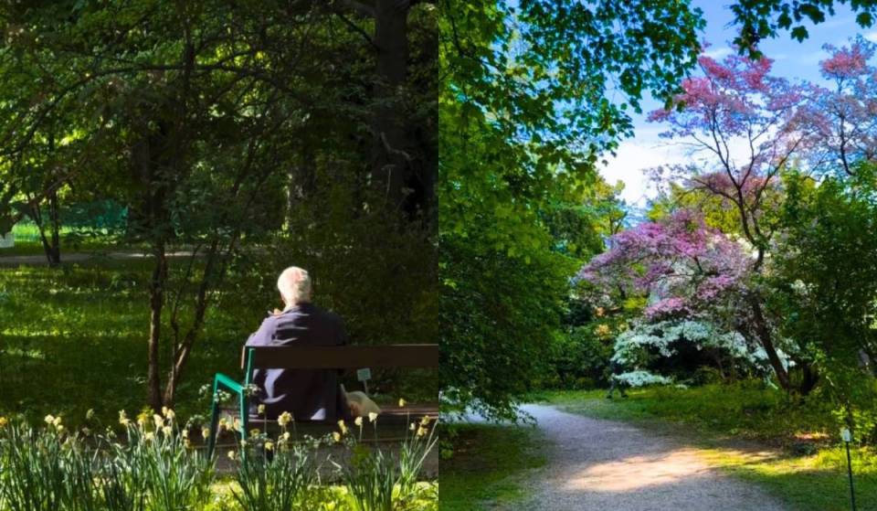 „Es ist wie bei Studio Ghibli“- Erfahre alles über diesen unterschätzten Dschungel mitten in Wien, wo ihr im Sommer Abkühlung in einen riesigen Bambushain findet