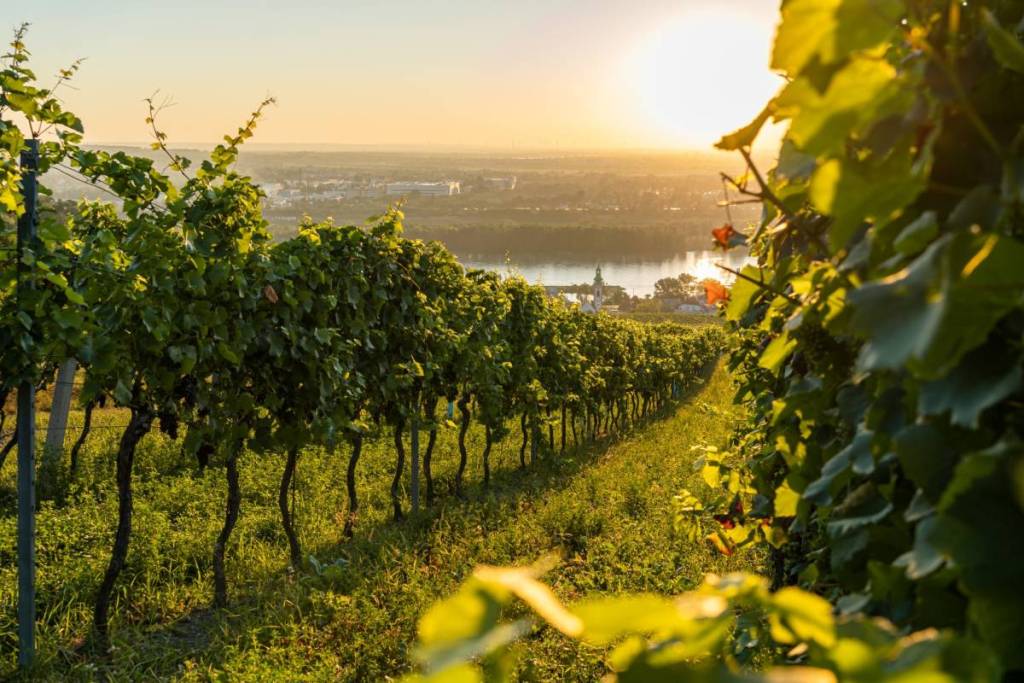 Right on Vienna’s doorstep: the most beautiful historic hike of the summer—two days through refreshing alpine mountain landscapes and rolling vineyards