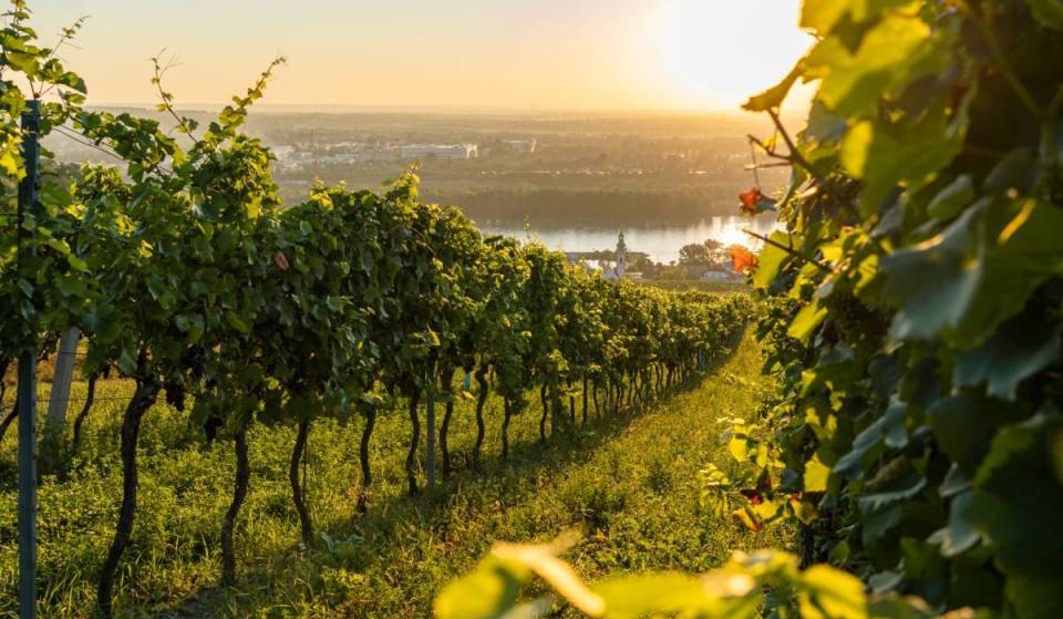 Direkt vor den Toren von Wien zu schönster historischer Wanderung des Sommer zwei Tage durch kühlende alpine Gebirgslandschaften und sanfte Weinberge