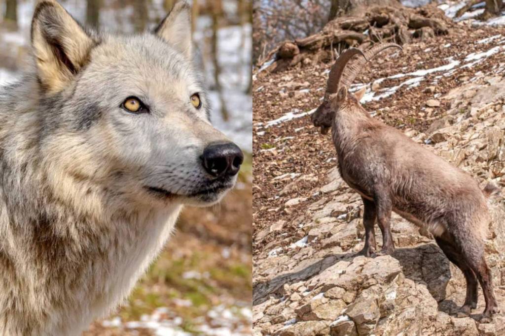 Wolves and ibex at Ernstbrunn Wildlife Park