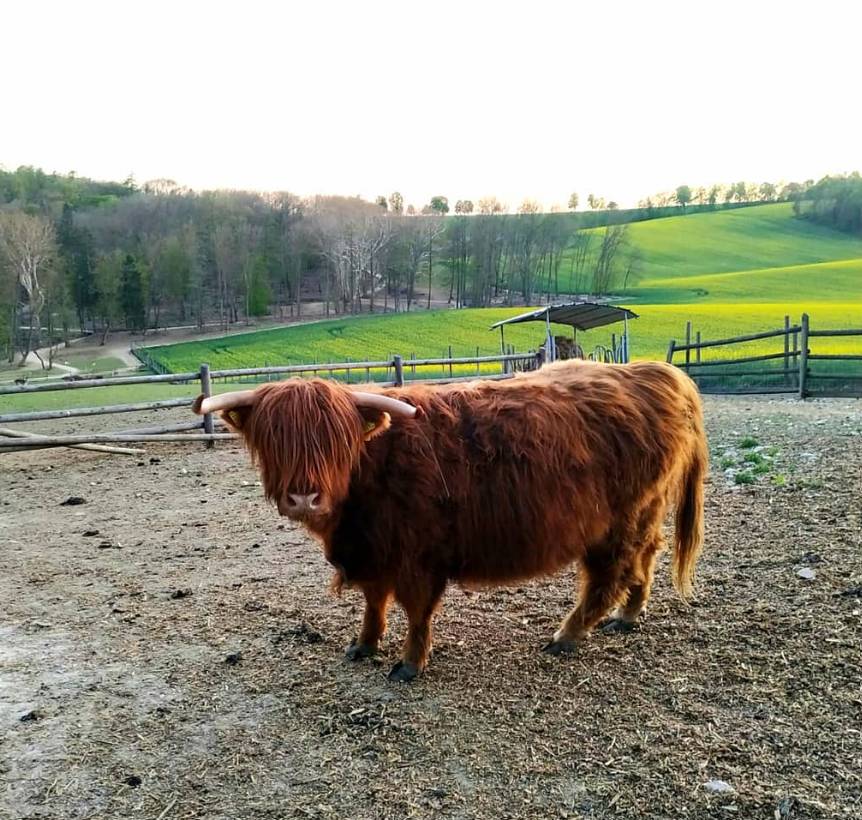 Highland cattle at Ernstbrunn Wildlife Park