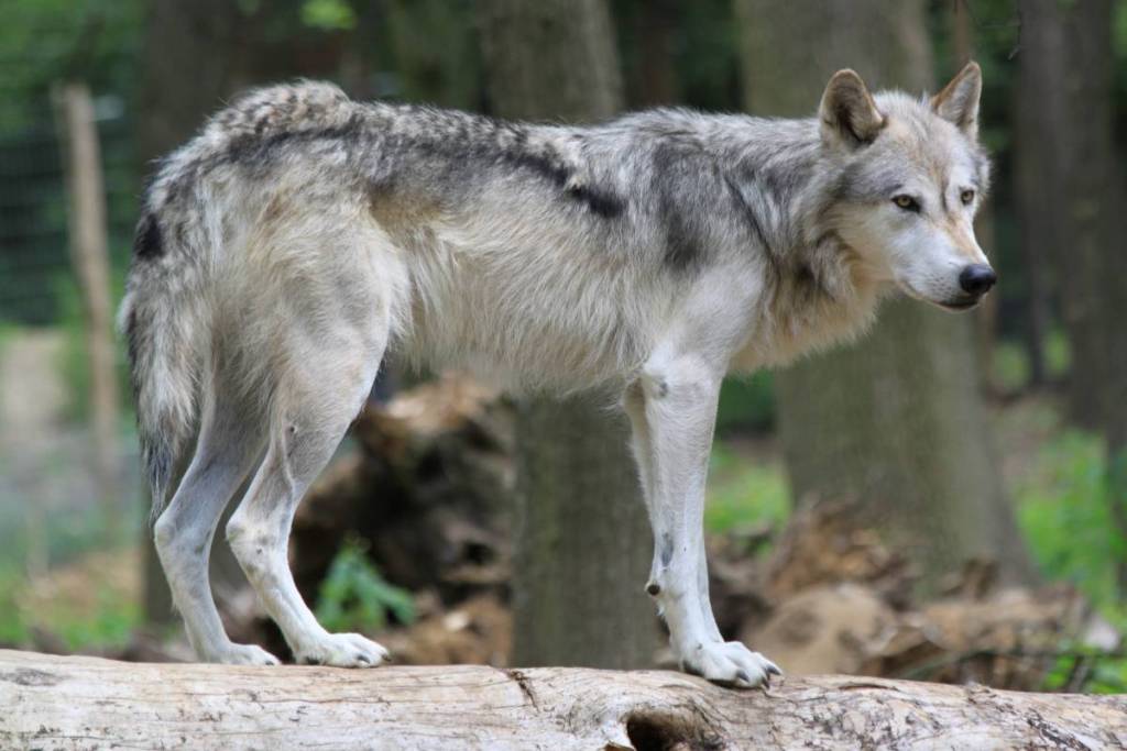 Wolves at Ernstbrunn Wildlife Park