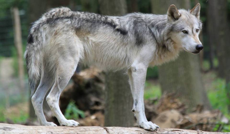 Nur rund 1 Stunde von Wien entfernt gibt es einen Wildpark, in dem seit 2009 eine einzigartige Forschungseinrichtung das Verhalten von Wölfen untersucht