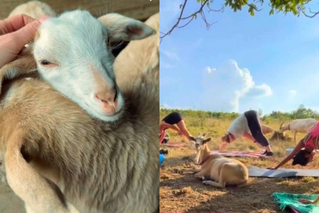 Just 3 KM from Vienna, you’ll find pure relaxation and an alpine “Heidi” vibe while hiking, doing yoga, and cuddling with cute four-legged friends who roam freely and without coercion