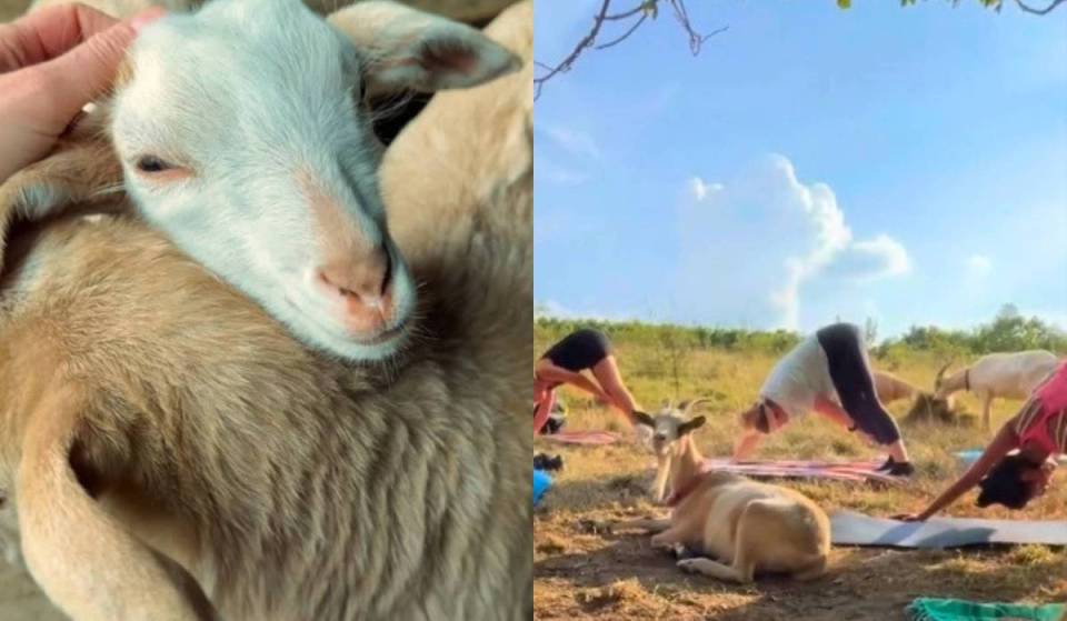 So erlangst du nur 3 KM von Wien pure Entspannung und alpines Heidi-Feeling beim Wandern, Yoga und Kuscheln mit süßen Vierbeinern, die frei und ohne Zwang agieren