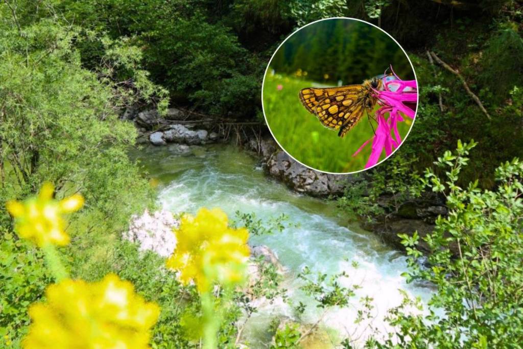 Nur 2 Stunden von Wien entfernt zu Grand Canyon Österreichs an türkisblauem Gebirgsfluss: Wandert durch kühle Landschaften und entdeckt Wasserfälle und eine atemberaubende Natur