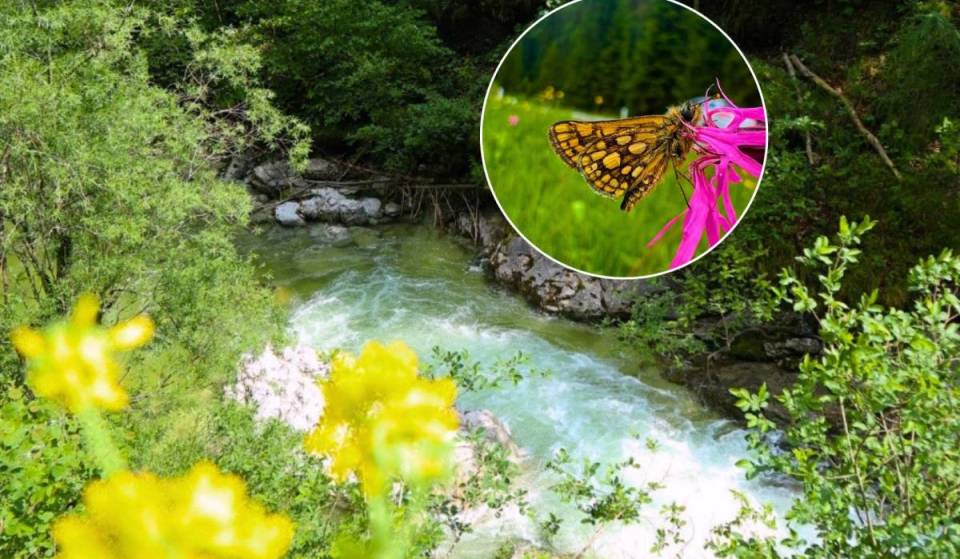 Nur 2 Stunden von Wien entfernt zu Grand Canyon Österreichs an türkisblauem Gebirgsfluss: Wandert durch kühle Landschaften und entdeckt Wasserfälle und eine atemberaubende Natur