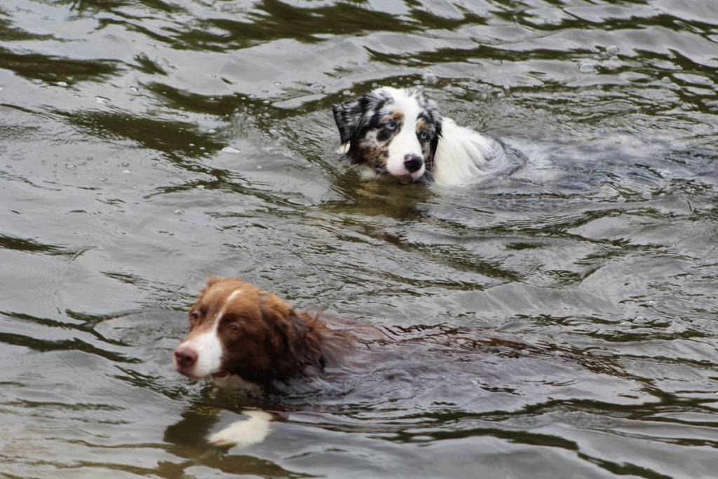 Hunde in der Donau