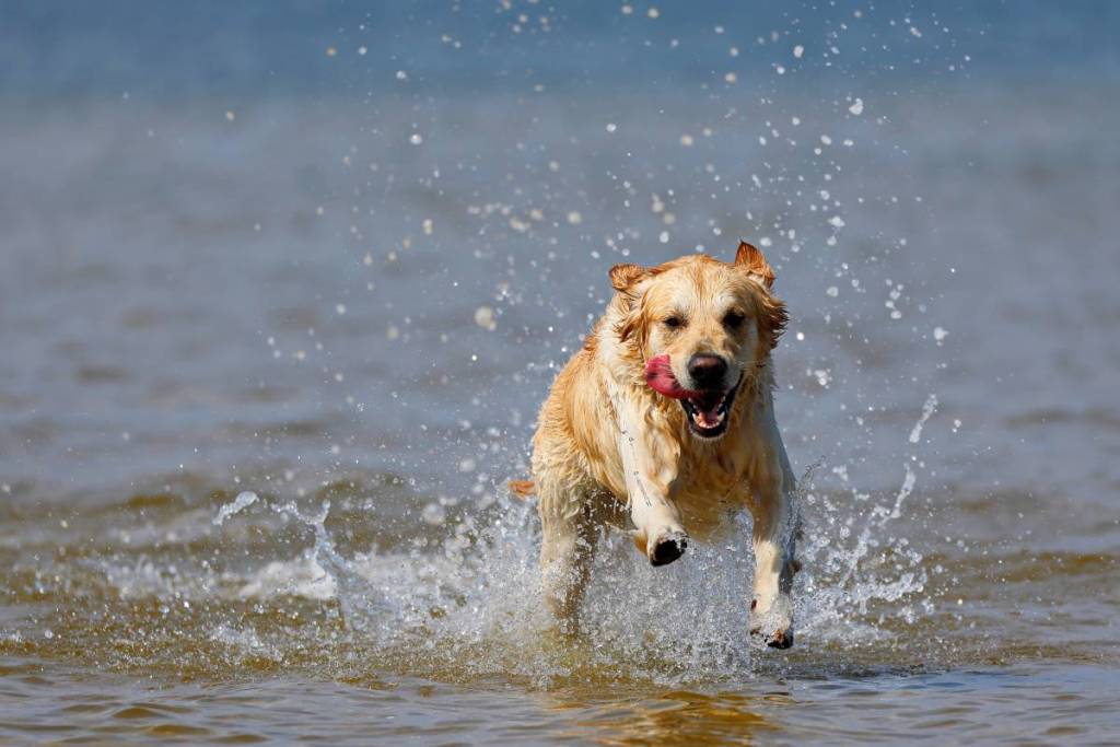 Hunde haben spaß im Wasser