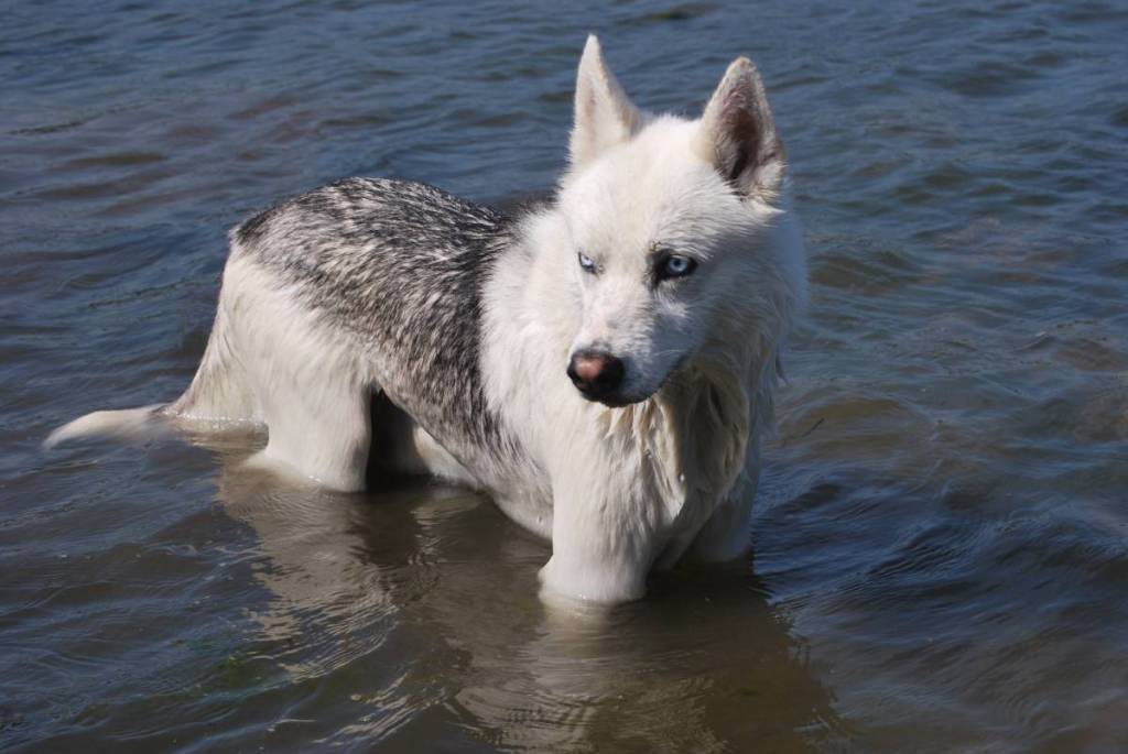 Hundebadestrand Neue Donau