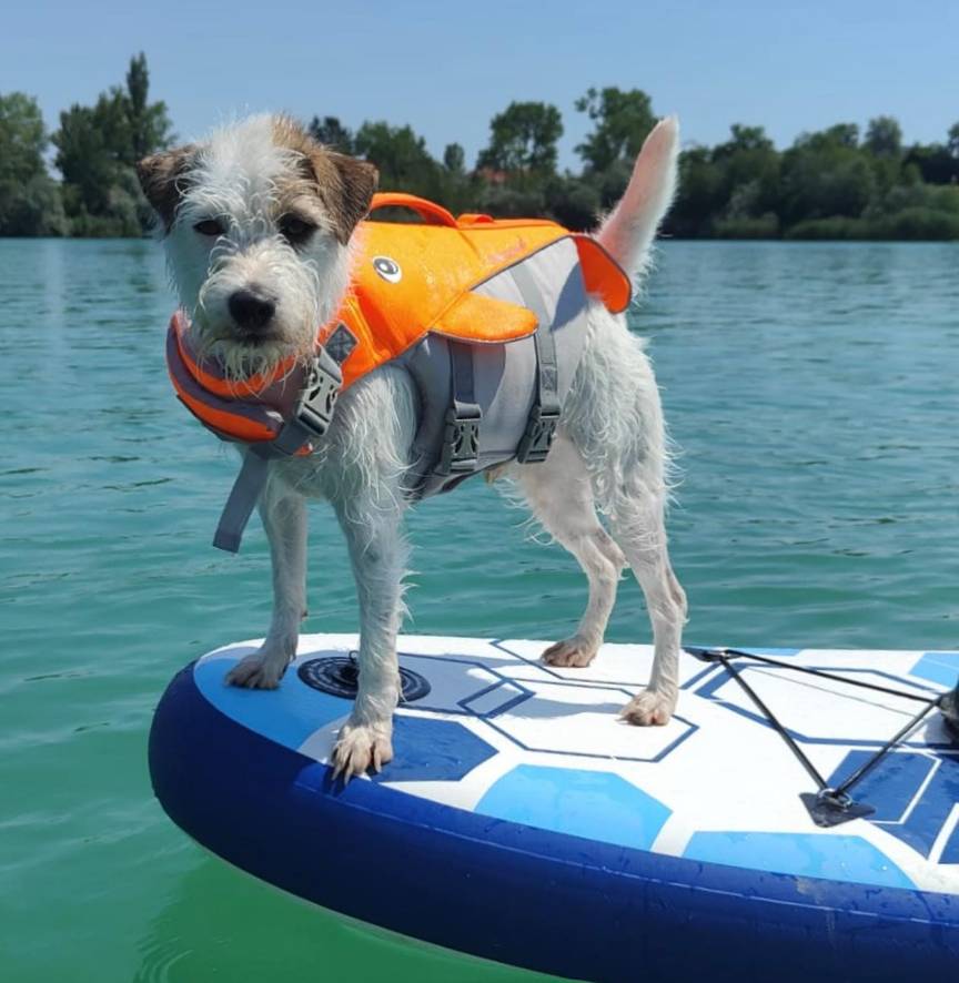 Badespaß im Hundebadestrand Teich Hirschstetten