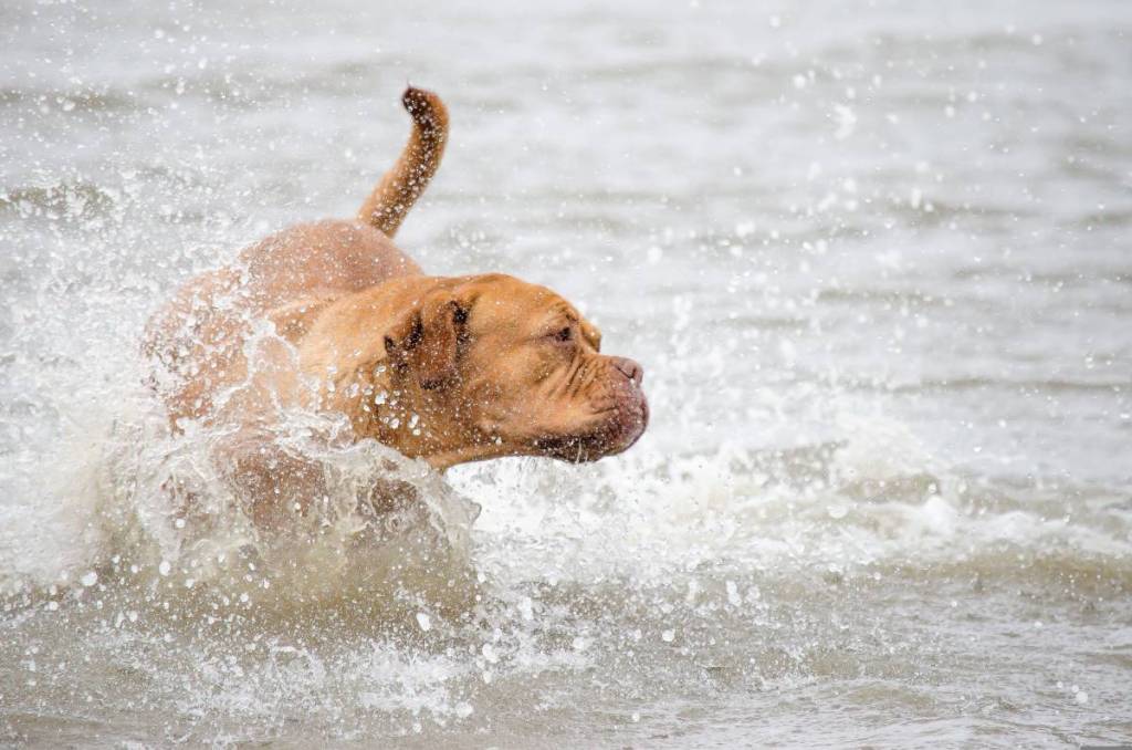 Hundebadestrände in Wien