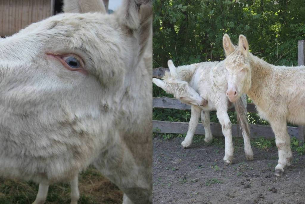 The rare Austro-Hungarian White Baroque Donkey.