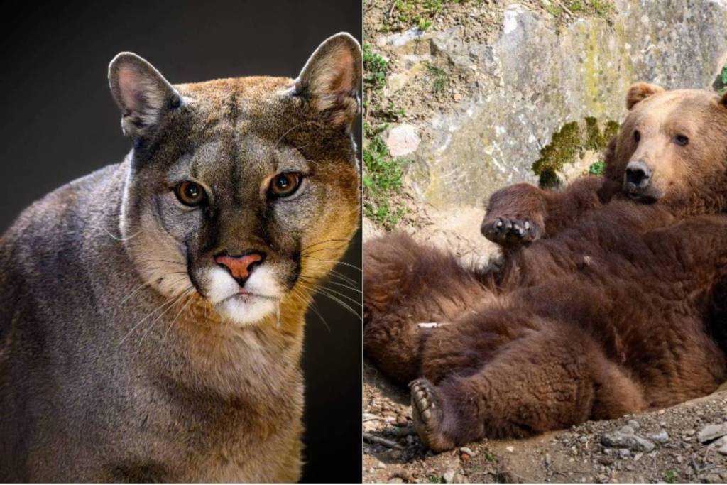 In unter 2 Stunden von Wien zu diesem Ausflugsziel:  Entdecke einen Tierpark, wo über 700 Tiere ihr zuhuase haben, inklusive Futterstationen, Spieleparadies und Indoor-Baumhaus