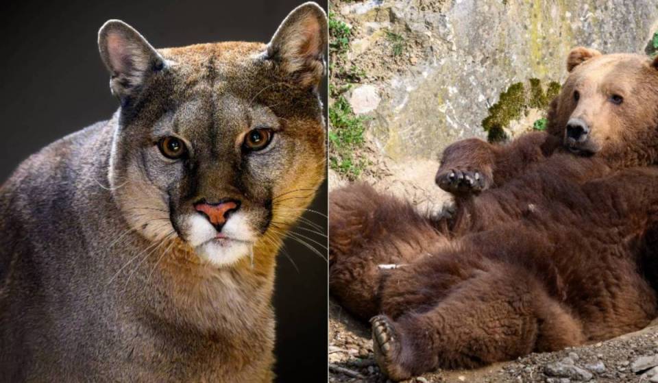 Less than 2 hours from Vienna to this destination: Discover a zoo where over 700 animals call home, including feeding stations, a play paradise, and an indoor treehouse
