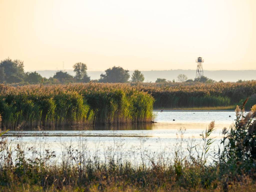 Der Fertő-Hanság-Nationalpark am Neusiedlersee