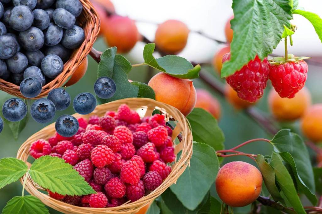 Nur 50 Minuten von Wien: Erfahre, wo ihr nur für kurze Zeit körbeweise frische Sommerfrüchte, wie Himbeeren und Blaubeeren ab 5 Euro ernten könnt