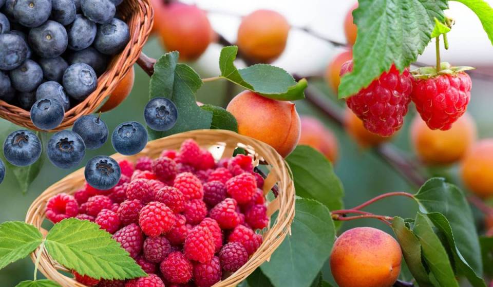 Nur 50 Minuten von Wien: Erfahre, wo ihr nur für kurze Zeit körbeweise frische Sommerfrüchte, wie Himbeeren und Blaubeeren ab 5 Euro ernten könnt