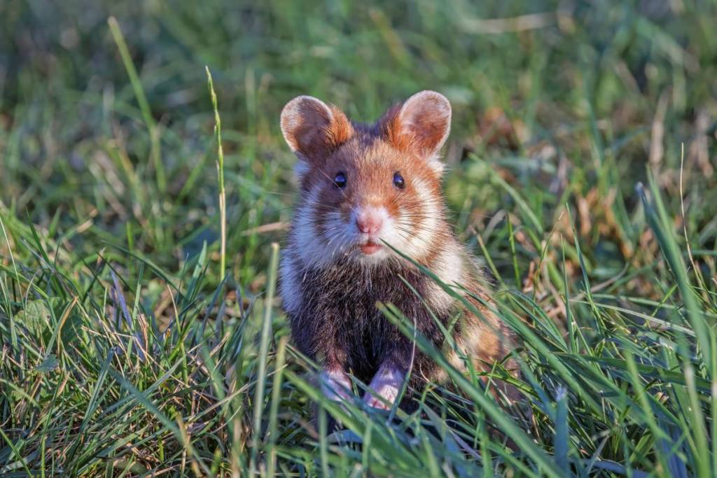 Auch der Europäische Feldhamster ist gerne im Wasserpark