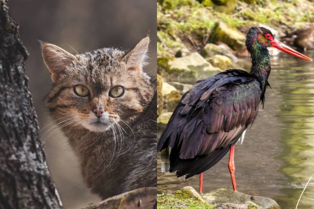 Discover wildcats and black storks around Hardegg