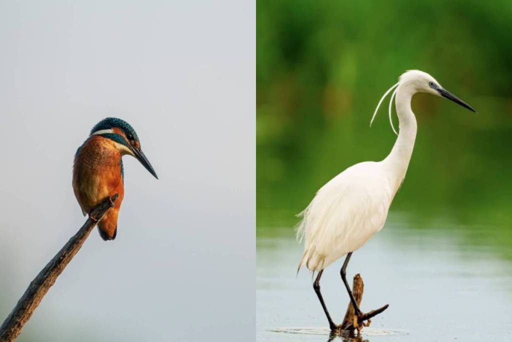 Up to 300 bird species can be spotted in the Fertő-Hanság National Park